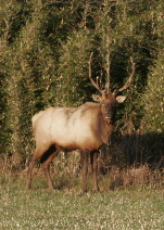 Trophy elk enjoy the sunshine along our woods. Photography provided by Cathy Lee Miller of Texas.