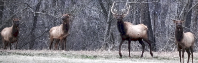 Arkansas wild elk herd viewing from our rental cabin porches.