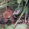Nature walks around our family cabins give grandparents and kids a chance to view baby animals like this deer fawn.