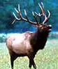 Watch elk and other wildlife along our Ozarks creeks and ridges.