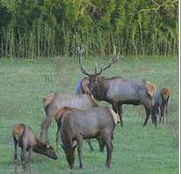 Elk watching makes Northwest AR news every spring.