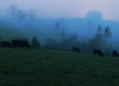 Elk, deer, and cattle graze together in our Ozark Mountain farm fields.