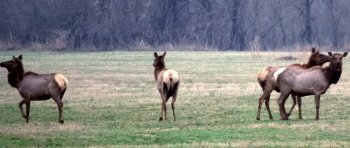 Wild elk viewing on Bear Creek Log Cabins property. Photo by Lee Walsh of Searcy County Chamber of Commerce