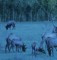 Elk viewing is a favorite agritourism activity on our Buffalo River cattle ranch. Elk picture courtesy of AR Game & Fish Commission.