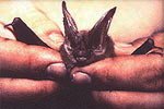 Ozarks Big-Eared Bats are among endangered bat species Arkansas needs to protect.(agfc.com photo